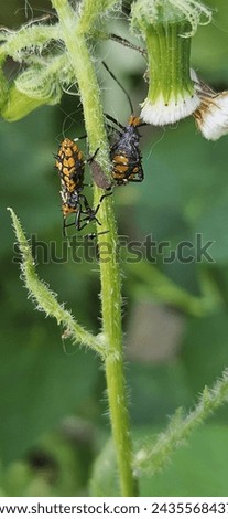 Insects with elongated, colorful bodies, possibly bedbugs, on a green stem.Elongated bodies with brightly colored patterns, mostly yellow and black,background of the image is blurred