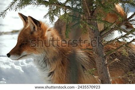 red funny little fox in a winter zoo in an open enclosure. Penza. Russia. 