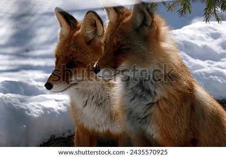 red funny little fox in a winter zoo in an open enclosure. Penza. Russia. 
