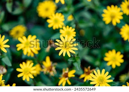 Field of small yellow flowers in summer. Dresden, Germany