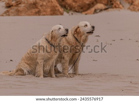 Two lovely retrievers sitting on the beach. 