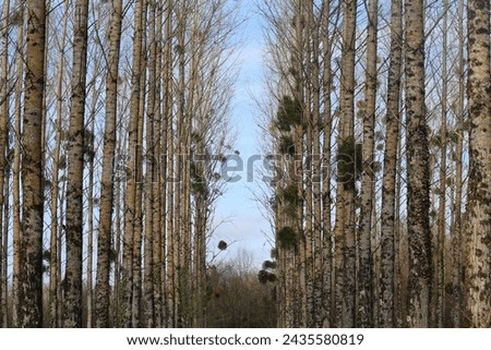 The birch trees grow straight, beautiful birch forest, Mistletoe grows on birch trees