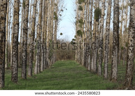 The birch trees grow straight, beautiful birch forest, Mistletoe grows on birch trees