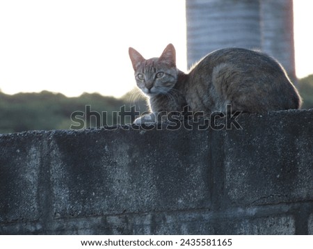 A small cat on a wall looking at the camera