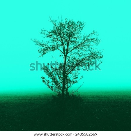 Foggy landscape, lonely tree in morning fog, mystical atmosphere, autumn weather, turquoise color