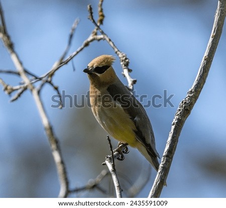Cedar Waxwing with bug in its mouth.  is a member of the family Bombycillidae or waxwing family of passerine birds. It is a medium-sized, mostly brown, gray, and yellow.  Royalty-Free Stock Photo #2435591009