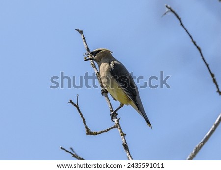 Cedar Waxwing with bug in its mouth.  is a member of the family Bombycillidae or waxwing family of passerine birds. It is a medium-sized, mostly brown, gray, and yellow.  Royalty-Free Stock Photo #2435591011