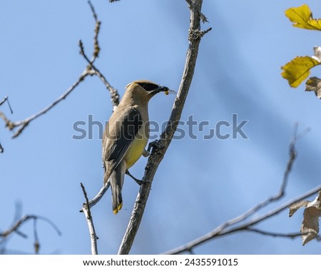 Cedar Waxwing with bug in its mouth.  is a member of the family Bombycillidae or waxwing family of passerine birds. It is a medium-sized, mostly brown, gray, and yellow.  Royalty-Free Stock Photo #2435591015