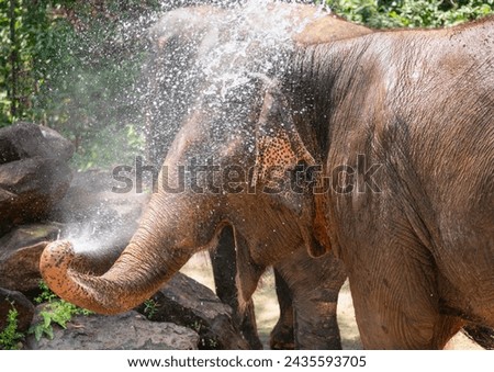 On a hot afternoon, an elephant is doused with water from its trunk Royalty-Free Stock Photo #2435593705