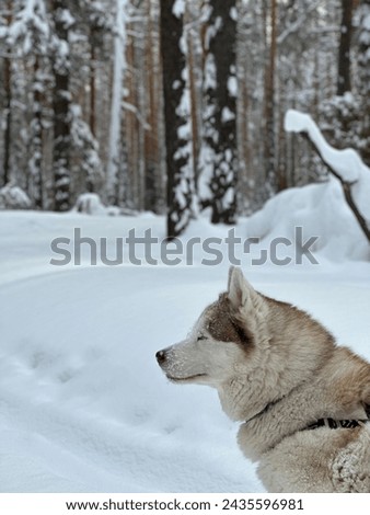 Beautiful white and brown husky dog portrait in winter snowy forest with pines, vertical photo