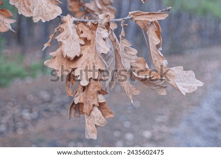 brown dry leaves on a thin oak tree branch in an autumn park Royalty-Free Stock Photo #2435602475