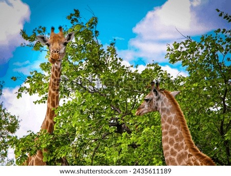 Two giraffes in the savanna of Africa, Kenya.