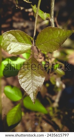 Bael leaves are typically trifoliate, meaning each leaf consists of three leaflets. The leaflets are oval or lanceolate in shape and have a glossy, dark green color.
