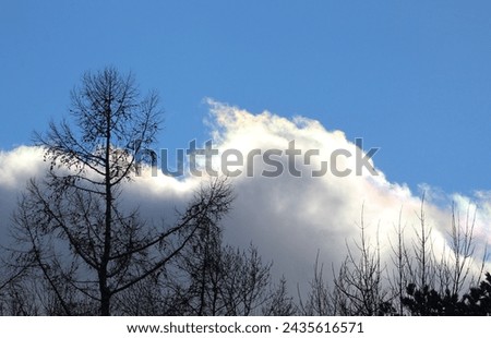 Large white and gray billowy cloud with a yellow and pink prism along the tip tops with a blue sky and tree line along the bottom. Royalty-Free Stock Photo #2435616571