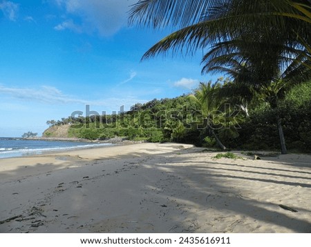 palm beach cairns australia with palm trees by the ocean with waves. High quality photo