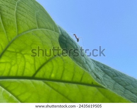 Ants crawl on leaves in the green forest.