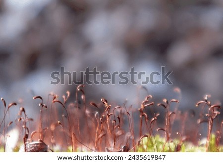 Close-up of delicate moss sporophytes in early Spring Royalty-Free Stock Photo #2435619847