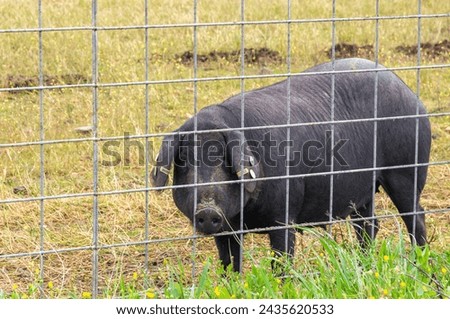 Iberian Encounter: Iberian Pig in Green Field, Observing Behind a Metal Fence.
