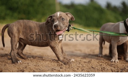 Pit bull puppies, Innocent, Non edited,Dogs,playing in the beach