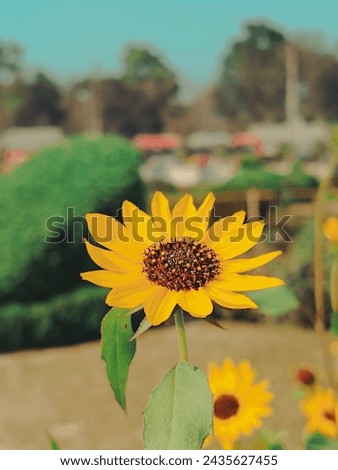 Picture of yellow sunflower with blue sky background. 