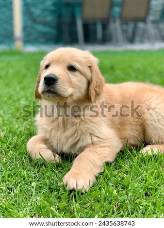 A golden retriever puppy lounges on the grass, its expression a picture of relaxed contentment.