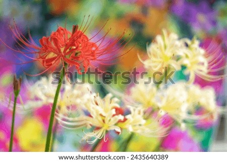 Lycoris Radiata flower, autumn season image