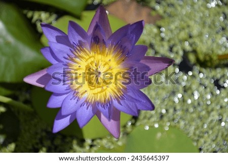 Water lilies from a commercial water lily farm in North Queensland Australia