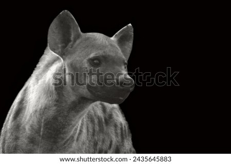 Wild hungry hyena closeup face and wildlife animals wallpaper