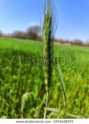 Wheat Plant Pic With Green Background And Cloud 