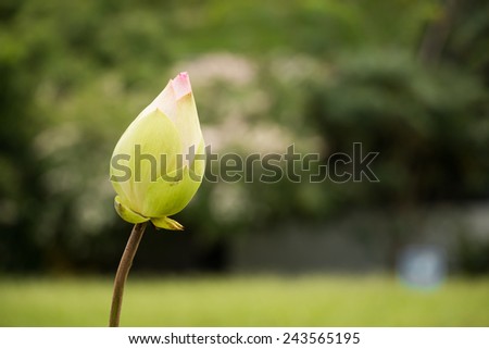 Lotus in out focus background