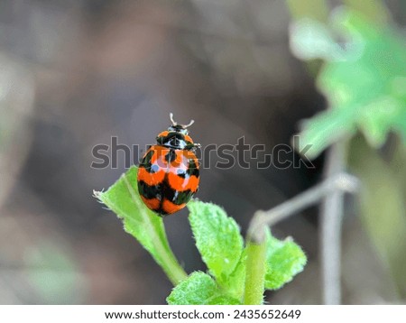 seen from above a ladybug on a leaf