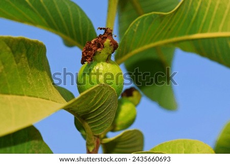 Guava fruits hanging on guava tree 
