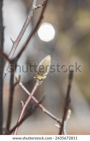 Magnolia buds discovered in early spring. warm spring sunshine -  mokryeon, Yulan magnolia, Magnolia denudata