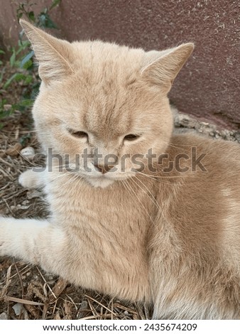 A cute image of a light-colored cat lying on the ground and staring at something.