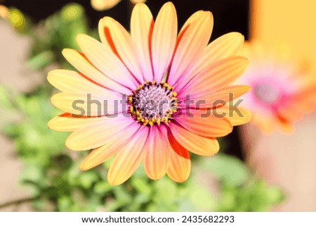Flowers with beautiful rainbow gradation
