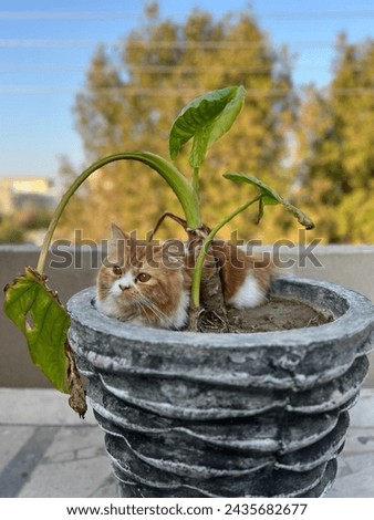 In a pot, a furry cat sits, a picture of pure charm and comfort.