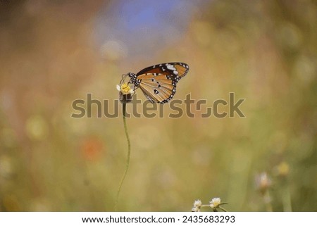Close wing position of Butterfly (African Queen)_(Danaus Chrysippus Linnaeus) Royalty-Free Stock Photo #2435683293