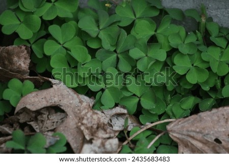 Micro photography of a patch of clovers 