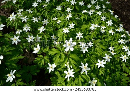 White spring flowers Anemone nemorosa against bright fresh greenery. Anemone nemorosa top view, beautiful summer floral background. First spring flowers in the forest.