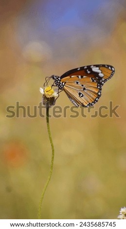 Close wing position of Butterfly (African Queen)_ (Danaus Chrysippus Linnaeus) Royalty-Free Stock Photo #2435685745