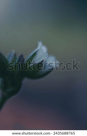 White flower in garden, macro photo
