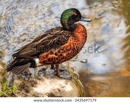 Mallards are large ducks with plain Females and Colored Males Royalty-Free Stock Photo #2435697179