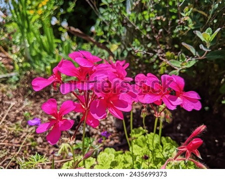 Vibrant Pink Geraniums in Sunlit Community Garden, Low Angle View