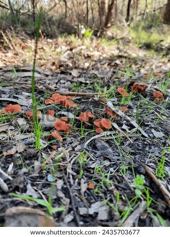 Fungi spreading along the ground