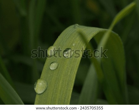 Water drop in the green grass