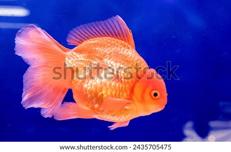 Goldfish in group or single swimming in the fresh water tank for sale at the Aquarium fish market at Chatuchak, Bangkok Thailand