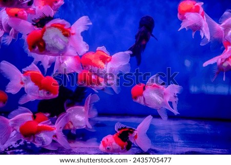 Goldfish in group or single swimming in the fresh water tank for sale at the Aquarium fish market at Chatuchak, Bangkok Thailand