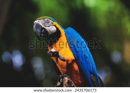 close up photos of bird in a zoo, hi resolution, detailed Royalty-Free Stock Photo #2435706173