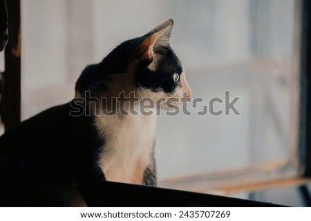 Cat Animal Creature Background Nature Love Pet Kitten JPG HD Picture Design Material Dog kitty furry