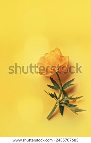 Yellow flower Trollius or Globeflower on yellow background, copy space, sun glare, minimal style flat lay, monochrome aesthetic botanical modern still life, natural blooming spring floret, top view